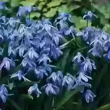 Siberica Spring Beauty
